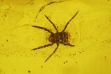 Detailed Fossil Wasp (Chalcidoidea) and Mite (Acari) in Baltic Amber #200246-3